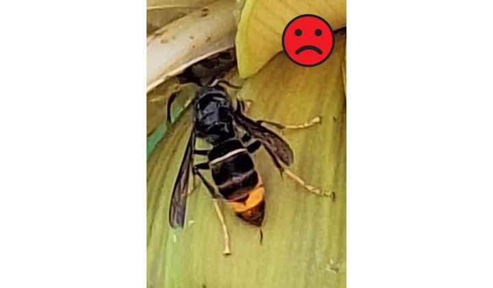 POZOR! Potvrdený výskyt sršňa ázijského (Vespa velutina) na území obce Uloža