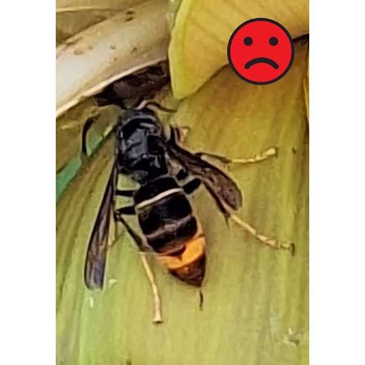 POZOR! Potvrdený výskyt sršňa ázijského (Vespa velutina) na území obce Uloža